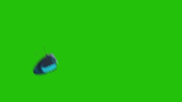 Blue butterfly flying alone on a green background. Butterfly with alpha channel. Key color, color key, alpha channel. 4K butterfly video