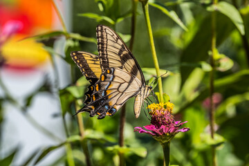 Yellow swallowtail butterfly on a flower