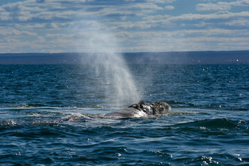 Sohutern right whale breathing in the surface, Peninsula Valdes, Unesco World Heritage Site, Patagonia,Argentina