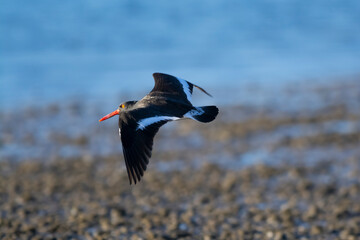 American oystercatcher, Haematopus palliatus,  in flight, flying in a Patagonian beach environment, Patagonia, Argentina.