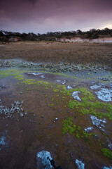 Floor of a lagoon in a semi desert environment, La Pampa province, Patagonia, Argentina.