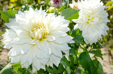 White dahlia flower.