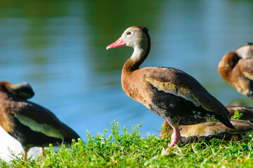Pato salvaje