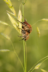 Anisoplia segetum or Chaetopteroplia  segetum. Mating beetles. Beetles hang on a grass stem. Place...