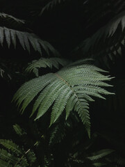 Dark green fern leaf closeup. Rainforest and jungle plants, tropical leaves. Atmospheric summer...
