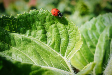 Marienkäfer - Ladybug - High quality photo