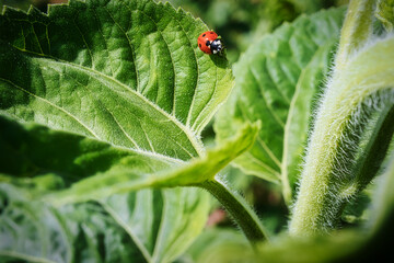 Marienkäfer - Ladybug - High quality photo