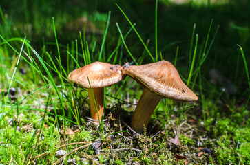 mushrooms in the grass near the path2