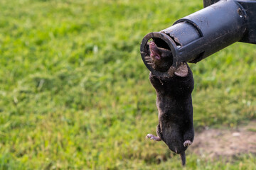 Mole in a trap in the hands of a gardener against the backdrop of a lawn, close-up image