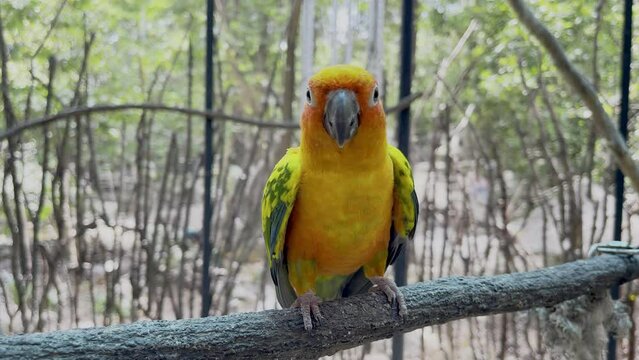 Brid conure on the zoo.footage video 4k concept