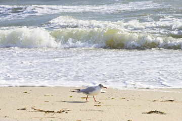 Mouette sur le sable