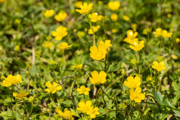 Obraz premium Yellow buttercup flowers in spring on the green natural background. Selective focus.