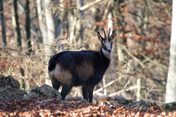 Closeup of a chamois or Alpine chamois standing in a forest