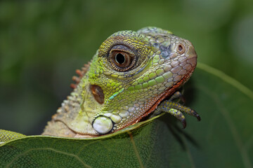 close-up head of iguana behind the leaves, animal closeup