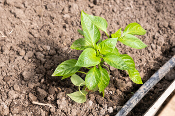 Pepper seedling in the greenhouse, close up image