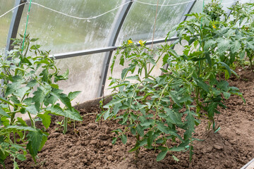 Tomato seedling in the greenhouse, close up image