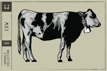  Cows Hand Drawn Vector Illustration Engraving Style - Black & white