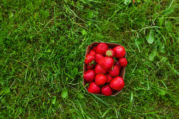 Fresh harvested strawberries in carton box for sale in green nature grass banner background. Top view, flat lay