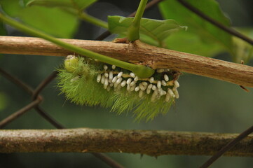 Moth larva filled with wasp cocoons. After hatching, the wasp larvae will feed on the still-living moth larvae.