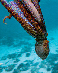 Common octopus (Octopus vulgaris) swimming close to the surface.
