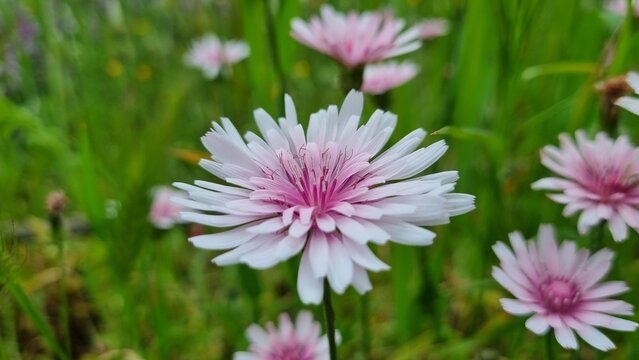 モモイロタンポポ の画像 42 件の Stock 写真 ベクターおよびビデオ Adobe Stock