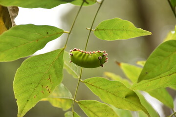 Beautiful green larva feeding on wisteria leaves.
