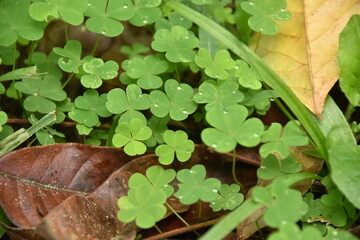 Small clovers in remnants of the Atlantic Forest, in Curitiba, Paraná, Brazil. Non-endemic species.