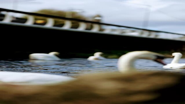 Closeup of a white swan swimming in the river in Limerick, Ireland