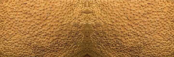 Textura de superfície de madeira. Tronco de árvore cortado deixando a mostra a casca e toda a...