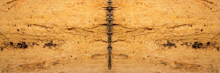 Textura de superfície de madeira. Tronco de árvore cortado deixando a mostra a casca e toda a...