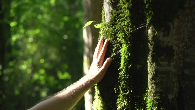 Man's hand touching tree trunk covered with green moss in the woods. People in nature concept, safe earth, green planet. Forest trail, botanic garden with green plants. Relax in nature, love