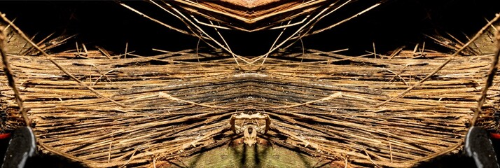 Textura de superfície de madeira. Tronco de árvore cortado deixando a mostra a casca e toda a...
