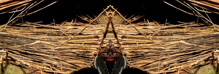 Textura de superfície de madeira. Tronco de árvore cortado deixando a mostra a casca e toda a...