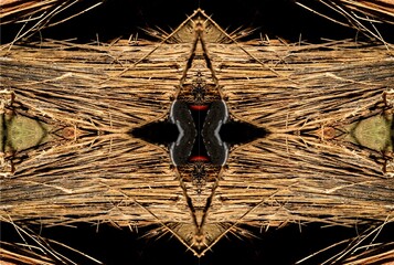 Textura de superfície de madeira. Tronco de árvore cortado deixando a mostra a casca e toda a...