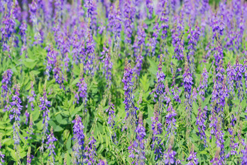 Violet flowers on the s meadow.