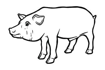  Pig - Hand-drawn vector illustration