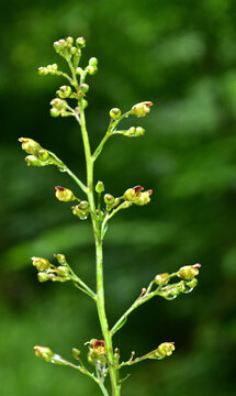 Knotige Braunwurz; Scrophularia nodosa; common figwort; woodland figwort;