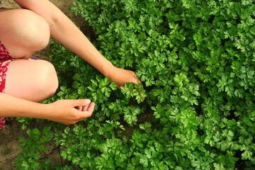 a woman collects parsley in the garden. home gardening and cultivation of greenery concept