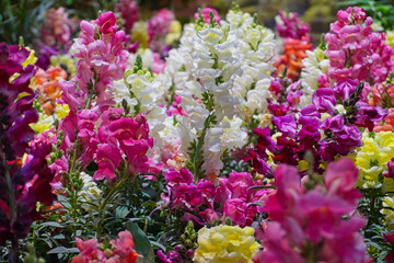 Closeup of colorful snapdragon flowers growing in a field on a sunny day
