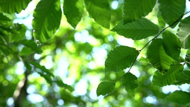 View of lush green foliage of trees with afternoon sun. Rich green leaves of tree waving in wind. Sun shining through. Abstract slow motion shot. Summer background. Safe earth, green planet concept