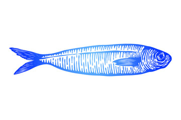 Sardine fish Vector illustration - Hand drawn - Out line