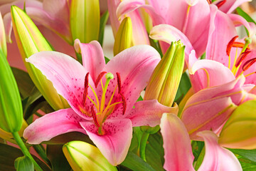 A pink lily flower indoors with lush green leaves. Closeup of a beautiful bunch of natural flowers...