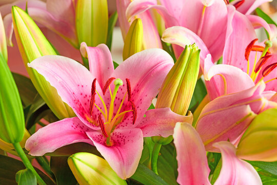 A pink lily flower indoors with lush green leaves. Closeup of a beautiful bunch of natural flowers with detail blossoming and blooming. Bouquet or plant gift with a bright color on a summer day