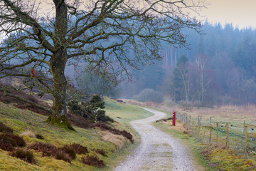 Landscape view of a countryside road leading into a misty dense forest and woods in the morning in Norway. Long winding dirt path in a remote country of Sweden. Travel and mystery adventure in nature