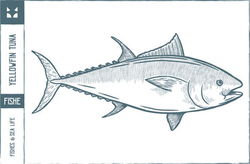  Yellowfin tuna Vector illustration - Hand drawn - Out line
