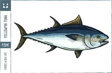 Yellowfin tuna Vector illustration - Hand drawn