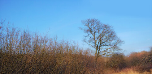 Obraz premium Dry or arid land an empty Denmark swamp in early spring. Uncultivated farmland and a tree without leaves with a blue sky background. Semi desert prairie or pasture grassland clumps in rural landscape