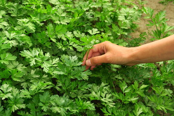 Fototapeta na wymiar a woman collects parsley in the garden. home gardening and cultivation of greenery concept