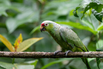 Parrot on a branch in the jungle