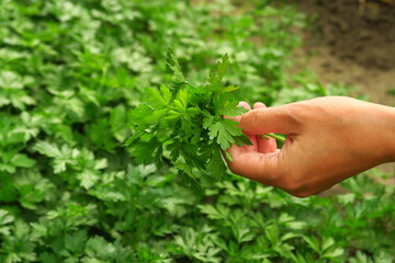 Naklejka na ściany i meble a woman collects parsley in the garden. home gardening and cultivation of greenery concept